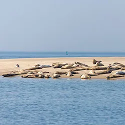 Seehunde auf einer Sandbank vor Borkum